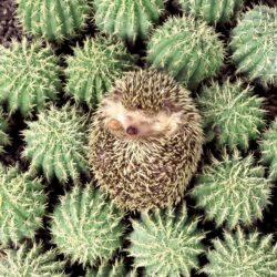 Porcupine on green cacti HD wallpapers