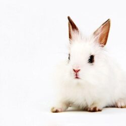 Vintage Rabbit Wallpapers 15523 Hd Wallpapers in Animals