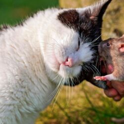 Cat cuddling with a rat wallpapers