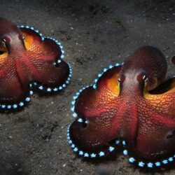 Octopus Wallpapers 8