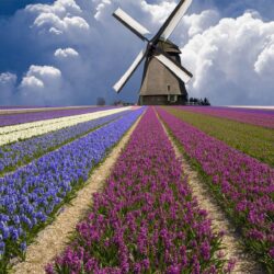 The best of the best wallpapers of the Netherlands