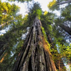 Download Forest, Old Trees, Worm View, Sequoia National