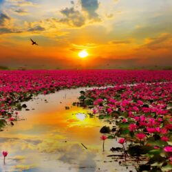Flowers Under The Sun Wallpapers 12