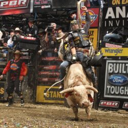 Image For > Pbr Bull Riding Wallpapers