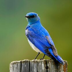 Latest Collection of 25 Bluebird Pictures