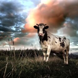 Cow Wallpapers Wallpapers 1024×768 Cow Picture Wallpapers