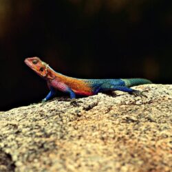 Agama HD Wallpapers