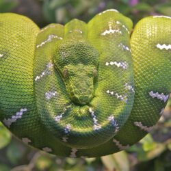 Emerald Tree Boa Snake Wallpapers