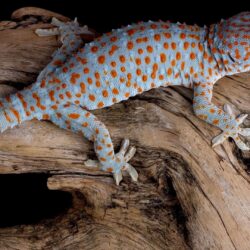 Tokay Gecko HD Wallpapers