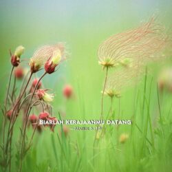 grassflowers, 2014 jehovah’s witnesses yeartext for ipad, …