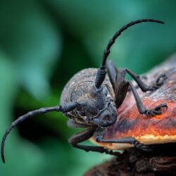 Wallpapers mushroom, Beetle, insect image for desktop
