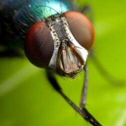 House, Fly, HD Animal Wallpapers, Cool Animals, Widescreen