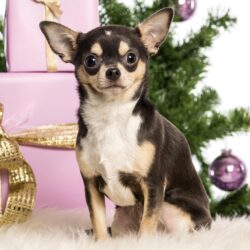 Christmas chihuahua wallpapers and image