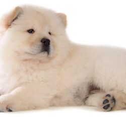 Awesome Chow Chow wallpapers for iPhone, iPad
