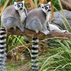 Animals Lemurs Wallpapers Hd : Wallpapers13