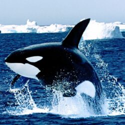 Emerging orca killer whale free desktop backgrounds