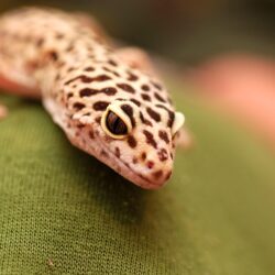 Leopard Gecko Wallpapers Wallpapers