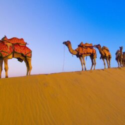 Camel Animals Photos, Image, Pictures, Full Hd Wallpapers Gallery
