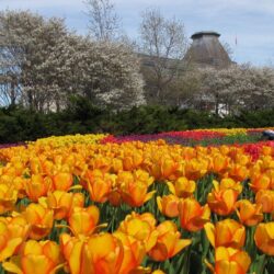 wallpaper: Ottawa Tulips