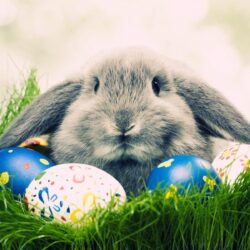 Free Hd Easter Wallpapers Wallpapers