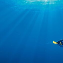 29 Finding Dory HD Wallpapers