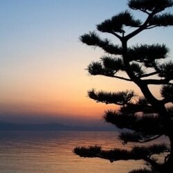 Nature Bonsai Tree in the Sunset widescreen wallpapers