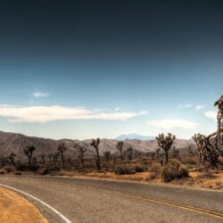 Joshua Tree National Park Camping