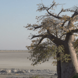 Zoom out on Baobab trees with Makgadikgadi Pans in the backgrounds