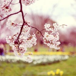 Wallpaper&Collection: «Spring Wallpapers»