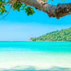 Beautiful sea, beach, tree, tropical iPhone XS Max
