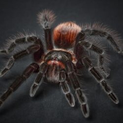 Download Wallpapers Tarantula, Arachnophobia, Spider