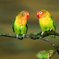 Colorful Parrot Birds Image, Photos Wallpapers Download