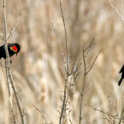 Ohio Bird Photo Collection: Red Winged Male Blackbirds