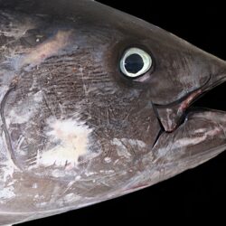 grey tuna fish free image