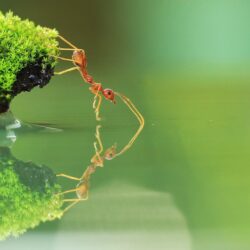 Ant HD Wallpapers