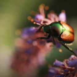 Colorful Beetle Insect Ultra HD Desktop Backgrounds Wallpapers