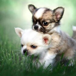Chihuahua Puppies HD Wallpapers