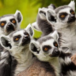 Lemurs Animals ❤ 4K HD Desktop Wallpapers for 4K Ultra HD TV