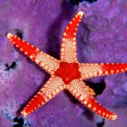 Desktop Wallpapers » Animals Backgrounds » Sea Star Palau