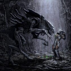 Wallpapers Alien VS Depredador