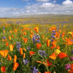California national monument meadows orange plain poppies