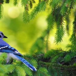 Download Blue Jay Bird Animal Graphy Wallpapers