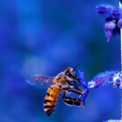 Honey Bee, Blue Lavender Flowers ❤ HD Desktop Wallpapers for 4K
