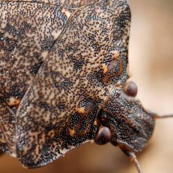 Samurai Wasps Say ‘Smell Ya Later, Stink Bugs’