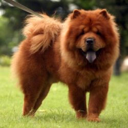 Chow Chow Dog Wallpapers