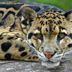 62+ Clouded Leopard Wallpapers