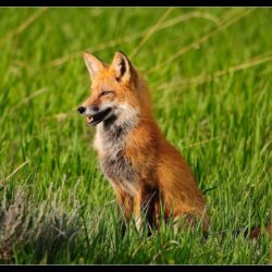 Animals For > Cute Red Fox Wallpapers