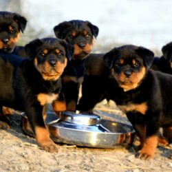 Rottweiler Hd Backgrounds Wallpapers 36 HD Wallpapers
