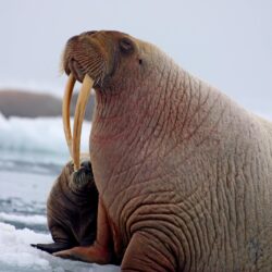 Walrus Wallpapers High Quality