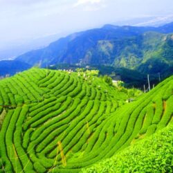 Boseong, South Korea and the Daehan Dawon Tea Plantation